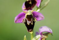 Hybrid Ophrys apifera x O. holoserica - O. x albertiana - Perchtoldsdorf, N&Ouml; - 05062016 - 1 - &copy; M.u. B.Sabor (CC BY-NC-SA 4.0)