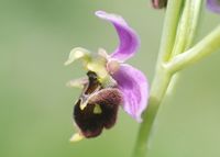 Hybrid Ophrys apifera x O. holoserica - O. x albertiana - Perchtoldsdorf, N&Ouml; - 05062016 - 3 - &copy; M.u. B.Sabor (CC BY-NC-SA 4.0)