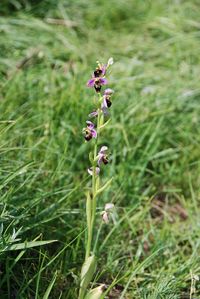 Hybrid Ophrys apifera x O. holoserica - O. x albertiana - Perchtoldsdorf, N&Ouml; - 05062016 - 4 - &copy; M.u. B.Sabor (CC BY-NC-SA 4.0)