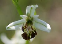 Ophrys holoserica fo. spectabilis - Hummel-Ragwurz - Perchtoldsdorf, N&Ouml; - 26052016 - 1 - &copy; M.u. B.Sabor (CC BY-NC-SA 4.0)