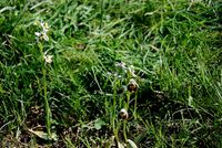 Ophrys holoserica fo. spectabilis - Ophrys holoserica-Atavismus - Perchtoldsdorf - 26052016 - &copy; M.u. B.Sabor (CC BY-NC-SA 4.0)