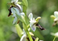 Ophrys holoserica - Hummel-Ragwurz - Spielform - Stotzing, Bgld - 15052022 - (1) - &copy; M.u. B.Sabor (CC BY-NC-SA 4.0)