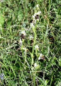 Ophrys holoserica - Hummel-Ragwurz - Spielform - Stotzing, Bgld - 15052022 - (3) - &copy; M.u. B.Sabor (CC BY-NC-SA 4.0)