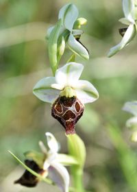 Ophrys holoserica - Hummel-Ragwurz - Spielform - Stotzing, Bgld - 15052022 - (4) - &copy; M.u. B.Sabor (CC BY-NC-SA 4.0)