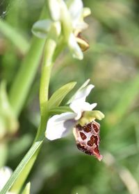 Ophrys holoserica - Hummel-Ragwurz - Spielform - Stotzing, Bgld - 15052022 - (5) - &copy; M.u. B.Sabor (CC BY-NC-SA 4.0)