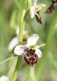 Ophrys holoserica - Hummel-Ragwurz - Spielform - Stotzing, Bgld - 15052022 - (6) - &copy; M.u. B.Sabor (CC BY-NC-SA 4.0)