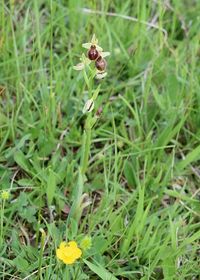 Ophrys sphegodes - Spinnen-Ragwurz - Hinterbr&uuml;hl, N&Ouml; - 15052021- (66) - &copy; M.u. B.Sabor (CC BY-NC-SA 4.0)