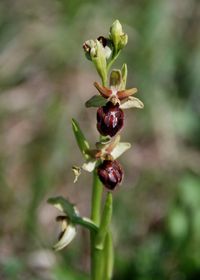 Ophrys sphegodes - Spinnen-Ragwurz - Apetlon, Burgenland - 28042018 - 2 - - &copy; M.u. B.Sabor (CC BY-NC-SA 4.0)