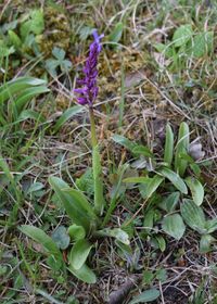 Orchis mascula ssp. speciosa - Pr&auml;chtiges Manns-Knabenkraut - Alland, N&Ouml; - 25042020 - &copy; M.u. B.Sabor (CC BY-NC-SA 4.0)