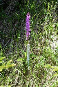 Orchis mascula ssp. speciosa - Pr&auml;chtiges Manns-Knabenkraut - Annaberg, N&Ouml; - 12062020 - (2) - &copy; M.u. B.Sabor (CC BY-NC-SA 4.0)