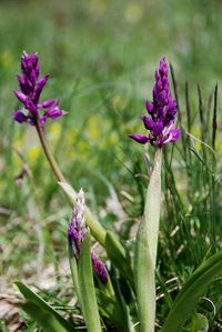 Orchis mascula ssp. speciosa - Pr&auml;chtiges Manns-Knabenkraut - Lilienfeld, N&Ouml; - 30042017 - &copy; M.u. B.Sabor (CC BY-NC-SA 4.0)