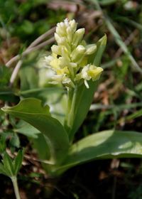 Orchis pallens - Bleich-Knabenkraut - Alland, N&Ouml; - 29042017 - &copy; M.u. B.Sabor (CC BY-NC-SA 4.0)