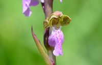 Orchis spitzelii - Spitzel-Knabenkraut - Maria Alm, Szbg - 18062021 - (6) - &copy; Walter Sterniste - (CC BY-NC-SA 4.0)
