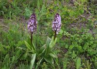 Orchis purpurea - Purpur-Knabenkraut - M&ouml;dling, N&Ouml; - 110520219 - (1) - &copy; M.u. B.Sabor (CC BY-NC-SA 4.0)