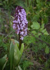 Orchis purpurea - Purpur-Knabenkraut - M&ouml;dling, N&Ouml; - 110520219 - (2) - &copy; M.u. B.Sabor (CC BY-NC-SA 4.0)