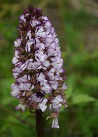 Orchis purpurea - Purpur-Knabenkraut - M&ouml;dling, N&Ouml; - 110520219 - (3) - &copy; M.u. B.Sabor (CC BY-NC-SA 4.0)