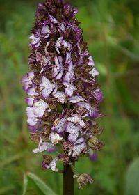 Orchis purpurea - Purpur-Knabenkraut - M&ouml;dling, N&Ouml; - 110520219 - (4) - &copy; M.u. B.Sabor (CC BY-NC-SA 4.0)
