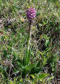 Orchis purpurea - Purpur-Knabenkraut - Stockerau, N&Ouml; - 06052018 - (1) - &copy; M.u. B.Sabor (CC BY-NC-SA 4.0)