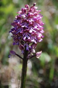 Orchis purpurea - Purpur-Knabenkraut - Stockerau, N&Ouml; - 06052018 - (2) - &copy; M.u. B.Sabor (CC BY-NC-SA 4.0)