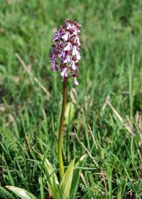 Orchis purpurea - Purpur-Knabenkraut - Siegendorf, Burgenland - 28042018 - (1) - &copy; M.u. B.Sabor (CC BY-NC-SA 4.0)