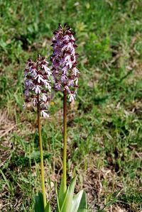 Orchis purpurea - Purpur-Knabenkraut - Siegendorf, Burgenland - 28042018 - (4) - &copy; M.u. B.Sabor (CC BY-NC-SA 4.0)