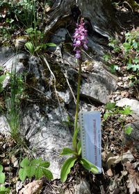 Orchis mascula subsp. &times; O. pallens - Lilienfeld, N&Ouml; - 08052021 - (2) - &copy; M.u. B.Sabor (CC BY-NC-SA 4.0)