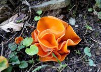Aleuria aurantia - Gew&ouml;hnlicher Orangebecherling - Breitenfurt, N&Ouml; - 11102019 - &copy; M.u. B.Sabor (CC BY-NC-SA 4.0)
