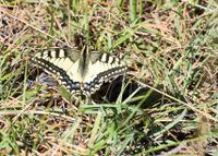 Papilio machaon - Schwalbenschwanz - Hinterbr&uuml;hl - 02092020 - &copy; M.u. B.Sabor (CC BY-NC-SA 4.0)
