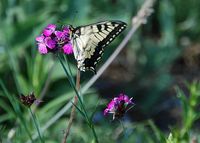 Papilio machaon - Schwalbenschwanz - Perchtoldsdorf - 27052017 - &copy; M.u. B.Sabor (CC BY-NC-SA 4.0)