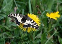 Papilio machaon - Schwalbenschwanz - Lilienfeld, N&Ouml; - 30042017- &copy; M.u. B.Sabor (CC BY-NC-SA 4.0)