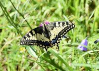 Papilio machaon - Schwalbenschwanz - Neuhaus, N&Ouml; - 24072021 - &copy; M.u. B.Sabor (CC BY-NC-SA 4.0)
