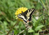 Papilio machaon - Schwalbenschwanz - Ulreichsberg, N&Ouml; - 03062021 - &copy; M.u. B.Sabor (CC BY-NC-SA 4.0)