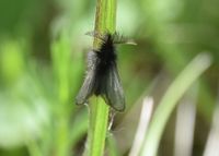 Ptilocephala muscella - Fliegen-Sacktr&auml;ger - Stopfenreuth, N&Ouml; - 05052023 - (1) - &copy; M.u. B.Sabor (CC BY-NC-SA 4.0)
