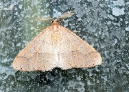 Agriopis marginaria - Graugelber Breitfl&uuml;gelspanner - Breitenfurt, Garten, N&Ouml; - 22022023 - &copy; M.u. B.Sabor (CC BY-NC-SA 4.0)