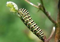 Papilio machaon - Schwalbenschwanz - Raupe - Breitenfurt - Garten-25062010 - &copy; M.u. B.Sabor (CC BY-NC-SA 4.0)