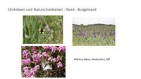 Orchideen und Natursch&ouml;nheiten Nordburgenland