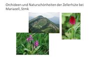 Orchideen und Natursch&ouml;nheiten der Zellerh&uuml;te bei Mariazell Deckblatt