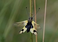 Libelloides macaronius - &ouml;stlicher Schmetterlingshaft - G&ouml;tzendorf a.d. L, N&Ouml; - 24062018 - (12) - &copy; M.u. B.Sabor (CC BY-NC-SA 4.0)